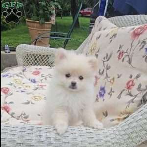 Eric, Pomeranian Puppy
